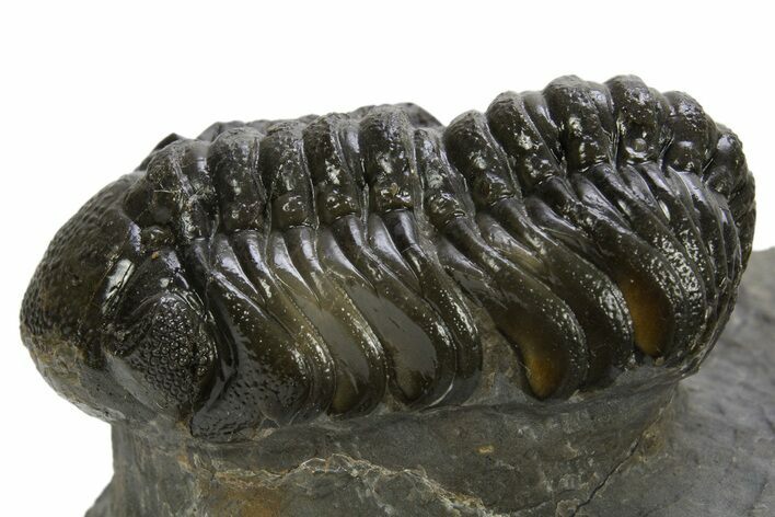 Detailed Austerops Trilobite - Ofaten, Morocco #310275